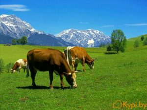 Куплю коров живым весом в беларуси