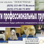 Стрижка собак и кошек в Минске (профессиональный г