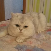 Котята британской серебристой шиншиллы редких эксклюзивных окрасов