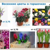 Цветы весенние для организаций к 8 марта