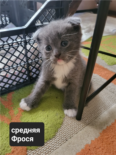 Продам 3 котят