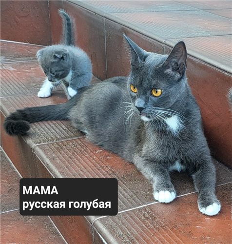 Продам 3 котят