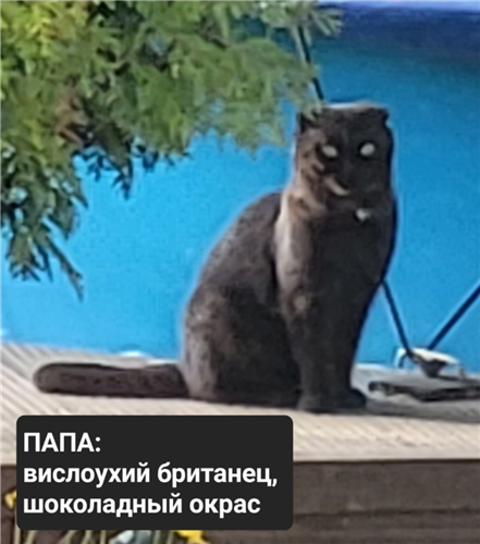 Продам 3 котят