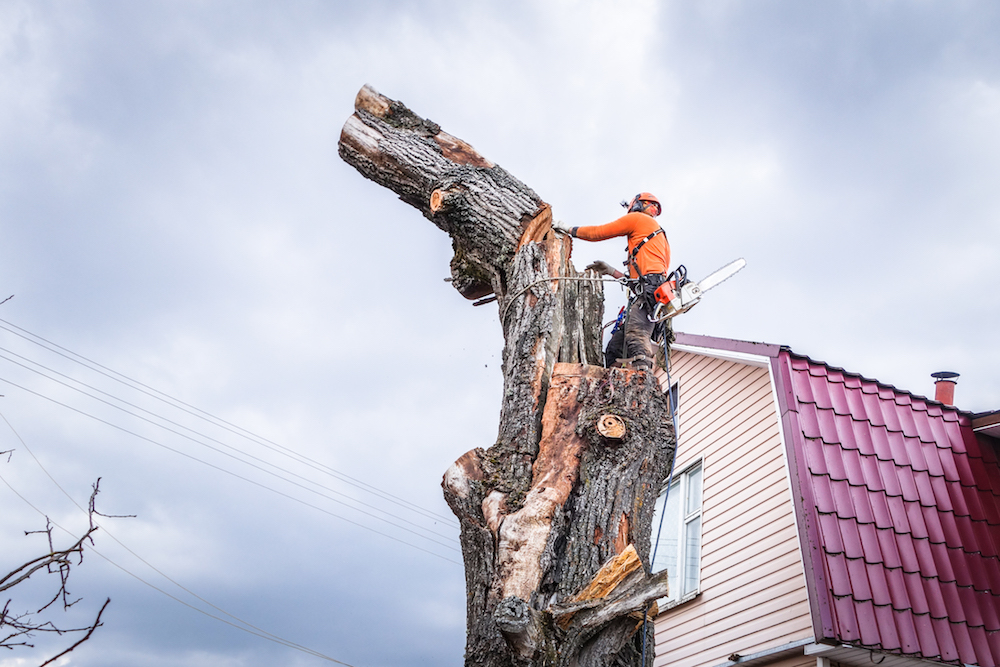 Поможем быстро спилить сложное дерево без ущерба имуществу